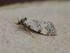 Cochylis molliculana